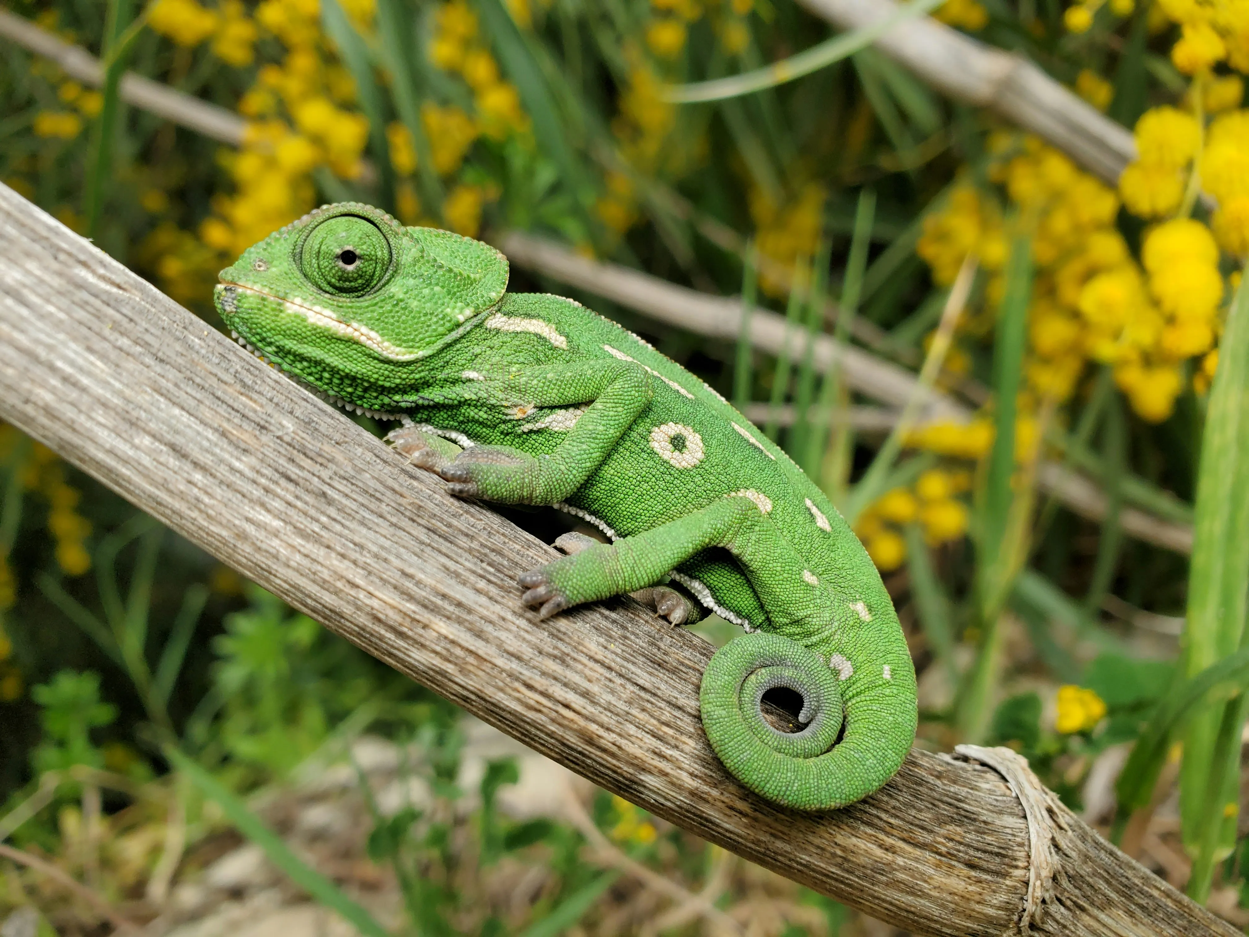 The chameleon code: How AI-Driven polymorphism defeats static analysis
